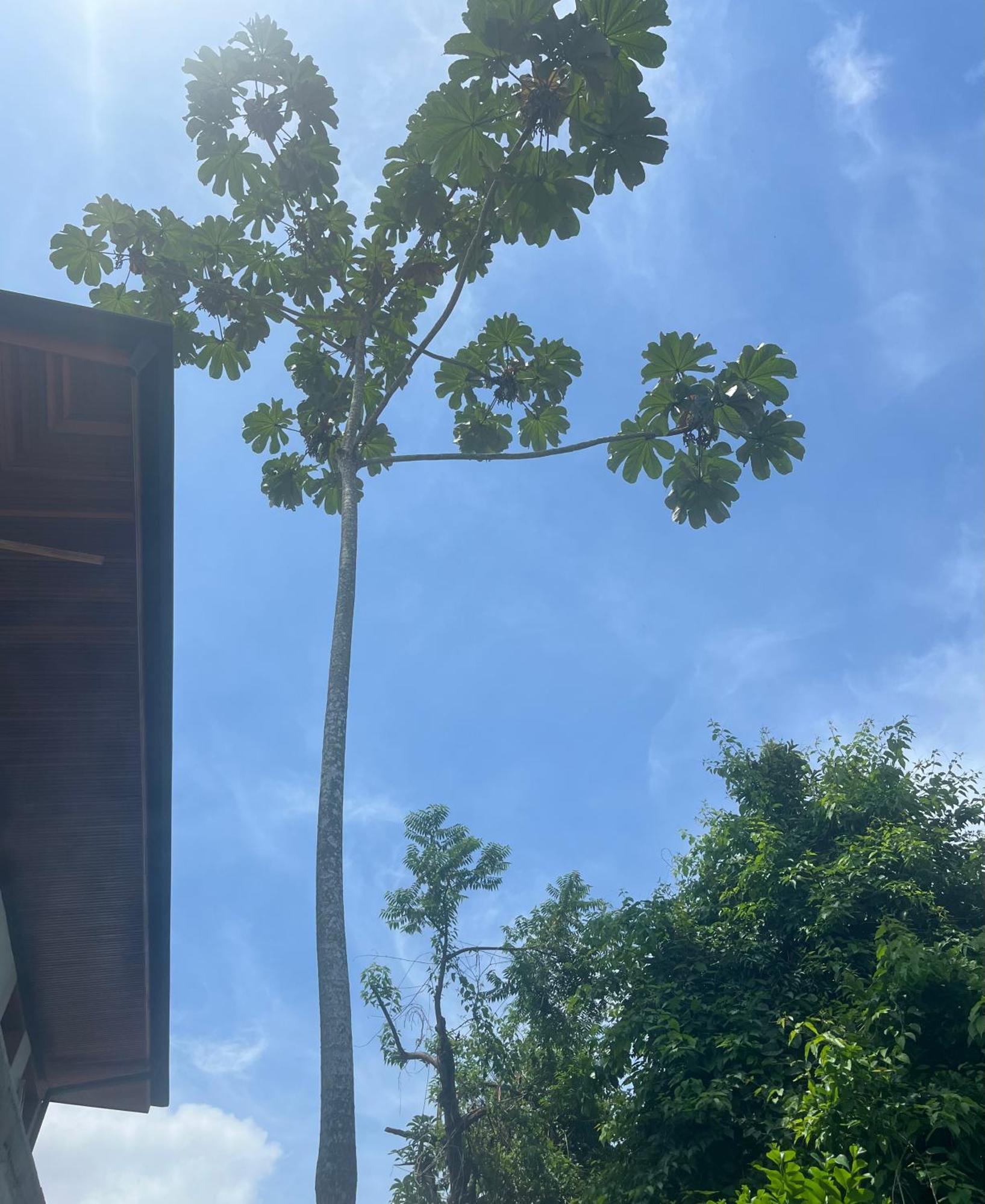 Casa Fiji - Suites Luxo - Praia De Itamambuca - Ao Lado Da Praia Ubatuba Exteriör bild
